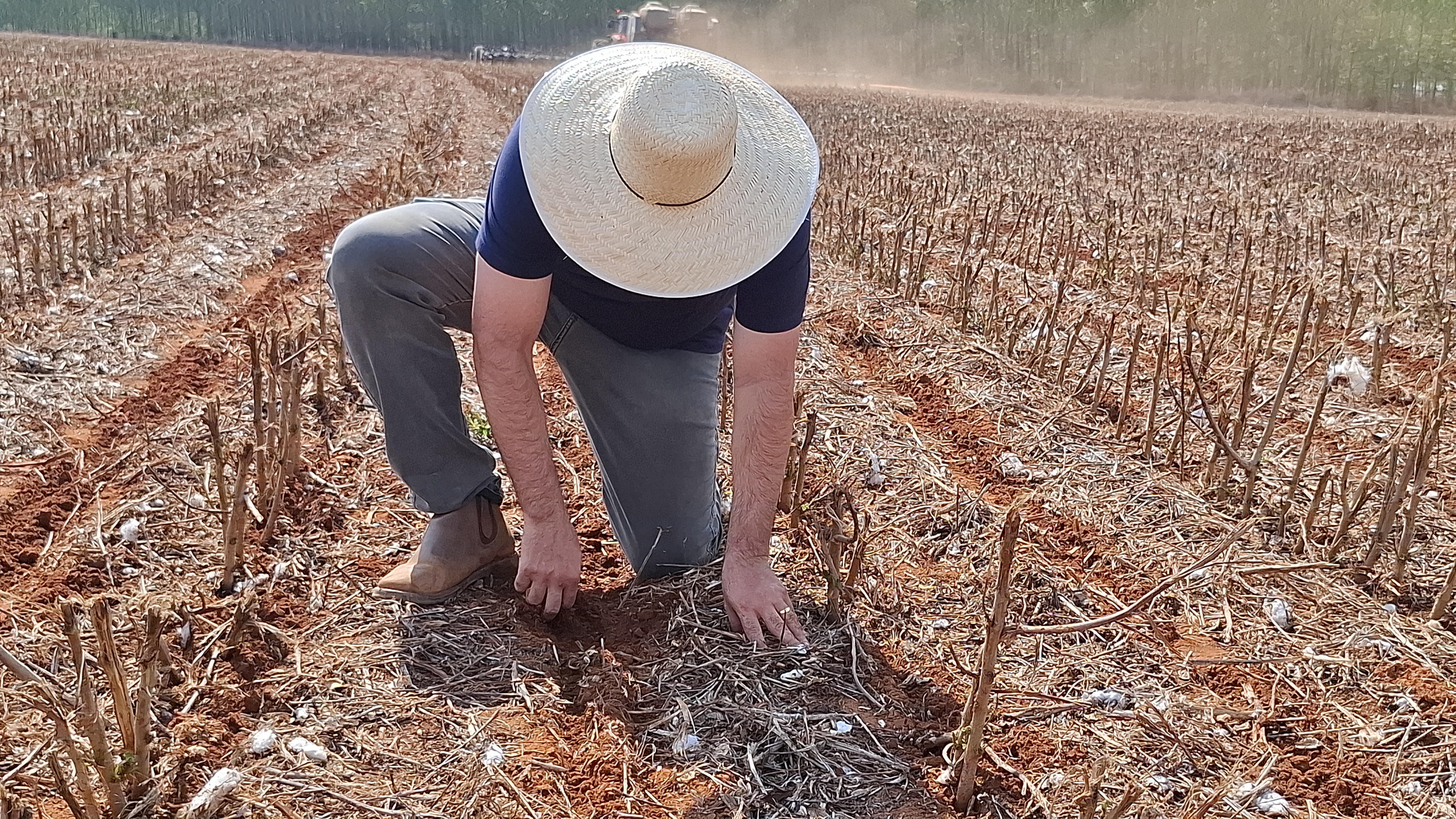 Calor de 39°C e temporais: o clima na safra de Mato Grosso