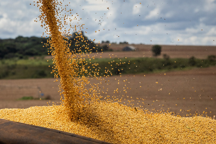 Chuvas limitam plantio da soja e Mato Grosso semeia 10,23% da área