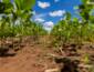 Manejo integrado busca reduzir plantas daninhas antes que elas cheguem à próxima safra