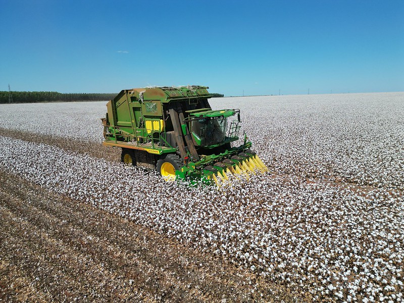 Produção de algodão cai 6,92% mesmo com rendimento recorde por hectare em MT, aponta Imea