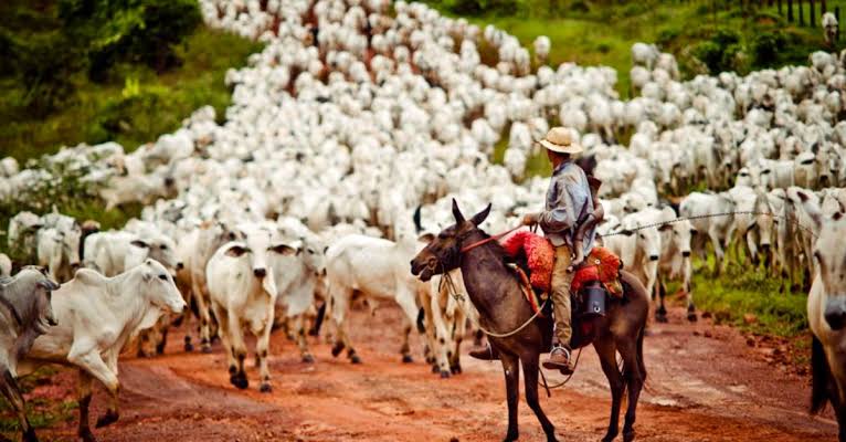 Setembro é marcado por altas nas cotações na pecuária