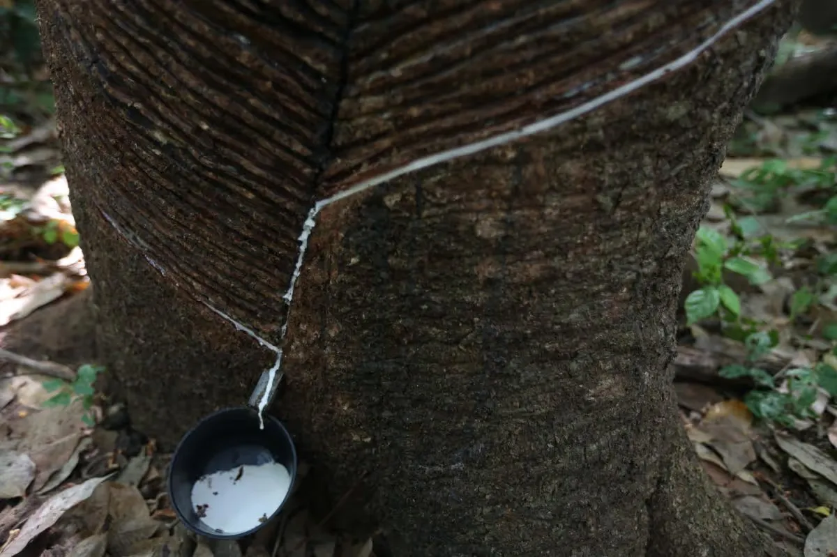 Água do gado na caneca, veneno ao lado da cama: Justiça confirma crime de trabalho escravo em fazenda de Mato Grosso