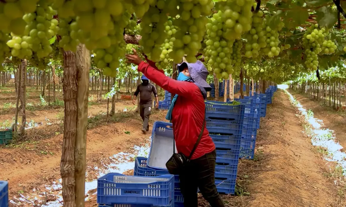 Fruticultura movimenta R$ 15 bilhões, mas enfrenta denúncias de exploração